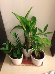 plants i bought for our home :)